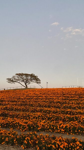 冬本番、無理せずお過ごし下さい🧣❄のアイキャッチ画像